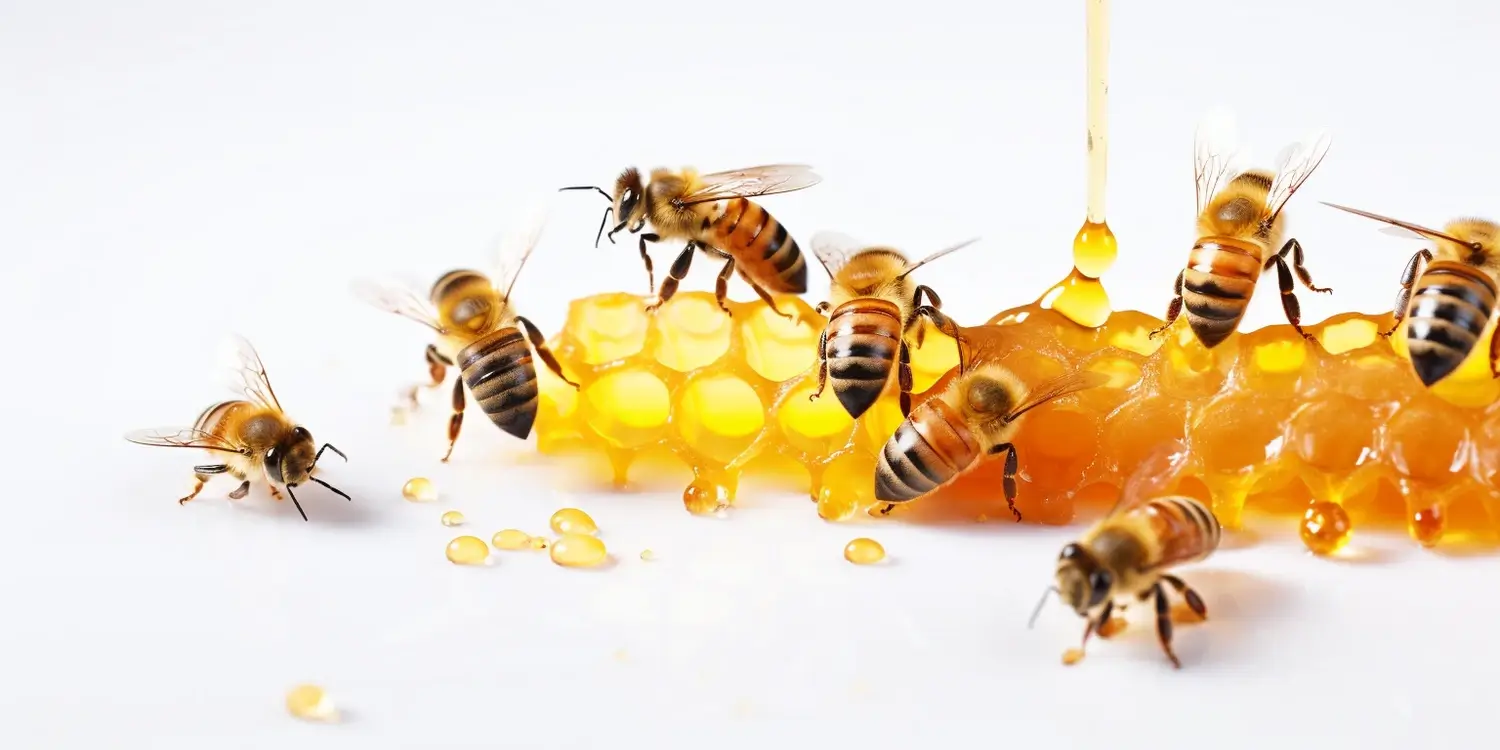 Jaki to jest miód spadziowy?